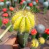 [Cactus Tricolor] Planta Auspiciosa Tres Tesoros Combinación de Bolas Tricolor Escritorio Balcón Planta a Prueba de Radiación Planta en Maceta