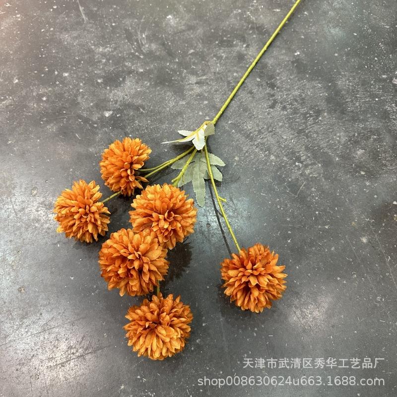 6头球菊咖色