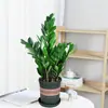 Árvore da Fortuna Planta em Vaso Grande Árvore da Fortuna Planta Verde Pequena Árvore da Fortuna Sala de Estar Escritório Flores de Interior Bonsai Cordão da Fortuna