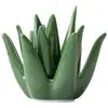 Bandeja de Cerámica Verde para Joyería de Aloe Vera Almacenamiento de Anillos Pendientes de Suculentas Decoración Adorno de Mesa