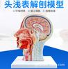 Sección transversal media de la cabeza médica, modelo de nervio vascular adjunto, modelo facial, modelo de anatomía de la cabeza