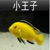 Peces Tropicales de Agua Dulce Vivos para Principiantes, Incluyendo Cíclidos, Peces Vivos con Envío Gratis