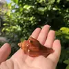 Envío Gratis Concha Natural Caracola Concha Enrollada Concha de Pez Concha de Pez Decoraciones para Paisajismo de Acuario Decoración de Acuario Concha de Repuesto para Cangrejo Ermitaño