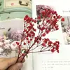 Pacote de Material DIY Flor Eterna 1g Gradiente Cabeça Grande Mosquitinho Estrela Milionária Buquê de Flores Secas Flor Eterna Flor Real