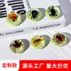 Fábrica de Origen Personalizado Resina Transparente Incrustada Insecto Real Diámetro 38 mm Hemisférico Luminoso Magnético Imán para Refrigerador