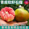 Plántulas de Granado de Piel Verde y Semilla Blanda de Una Pieza para Venta Directa, Plantas de Maceta para Patios del Norte y Sur, y Plántulas de Granado Dulce Extra Grande Injertadas