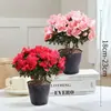 Rododendro Planta de Flor en Maceta Flor de Interior con Capullos, Montón Viejo Grande, Flores Floreciendo en Todas las Estaciones, Plantas Verdes Fáciles de Cultivar y Vivir