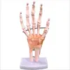 Modelo de función de articulación de rodilla humana articulación del hombro articulación del codo articulación de la mano articulación del pie articulación de la cadera modelo de hueso móvil