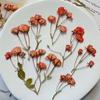 Flor de rosa pequena rosa flor seca em relevo espécime de planta gel deixando cair o telefone móvel Caso Vela Moldura para fotos diy Material artesanal Bolsa