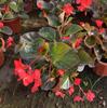Cuatro Estaciones Otoño Begonia Flor de Changchun Flor de Cresta de Gallo Flor Shi Xiajin Planta en Maceta Flor del Día Nacional Base de Flores Al por Mayor
