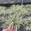 Venda Direta da Fábrica Orquídea do Ar Planta Aérea Planta Sem Solo Vermelho Amarelo Verde Elfo Barba de Velho Medusa Atacado