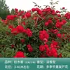 Rosa de Cabelo Liso de Yunnan Rosa Trepadeira Rosa Flor Extra Grande Mudas Fragrância Forte Florescendo em Todas as Estações Plantas para Pátio Casa Varanda