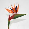 Suministro de fábrica skybird al por mayor precio bajo boda flor artificial pegamento tacto Ave del Paraíso Grulla de alta simulación orquídea