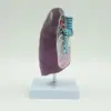 Modelo de Pulmones Patológicos Humanos Simulación Pulmón de Fumador Vísceras Órgano Especimen Cirugía de Tórax Enseñanza de Ciencias Respiratorias
