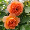 Dropshipping Sucos Varanda Mudas de Rosa Rosas Florindo Flores em Vasos Plantas Trepadeiras Cipós Rosa Plantas Verdes