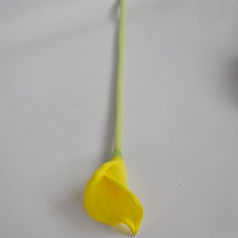 大马蹄莲黄