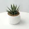 Planta de cacto em vaso para interior de alta qualidade, perfeita para mesas de escritório, fácil de cuidar