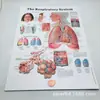 Atacado de fábrica desenho de anatomia de órgãos humanos pintura de parede côncava-convexa pôster médico estéreo 3D desenho de anatomia do sistema respiratório