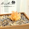 Mini Suculentas Suprimentos DIY Acessórios de Parede Fornecimento Direto da Fábrica de Jinhua Decoração de Joias de Flores de Plástico Dropshipping