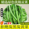 Verduras Secas, Verduras Secas, Verduras Secas, Ingredientes para Hot Pot, Especialidades Secadas al Sol de la Granja, Verduras de Musgo Frescas, Verduras Secas