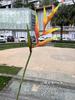 Crane Wanglan Hotel Home Soft Dress Beauty Chen Simulação Flor Fábrica Pequeno Escorpião Cauda Banana Ave-do-paraíso Casamento Flor Falsa Atacado