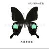 Especimen de Mariposa Especimen de Mariposa Real Alas Extendidas Insecto Animal Especimen Venta al por Mayor Materiales Didácticos para Jardín de Infancia Puede ser Extraíble