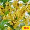 Plántulas de Osmanthus en Maceta Perennes de Cuatro Estaciones Florales Madera de Águila Injertada Agosto Osmanthus Dorado y Osmanthus Plantas de Patio para Interiores y Balcones