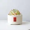 Conjunto fofo de plantas de interior para mesa para jardim de infância, fácil de cultivar e cuidar, pequenas plantas em vasos