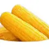 Suministrado directamente por el fabricante: 10 Mazorcas de Maíz Amarillo Glutinoso del Noreste, Maíz Negro, Pegajoso, Fresco, Sin OGM, Alimento No Orgánico, Envío Gratis