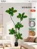 Plantas Verdes Artificiais de Alta Qualidade para Decoração de Sala de Estar, Planta Realista Falsa de Figueira-da-Índia Preta para Decoração de Sala de Transmissão ao Vivo