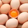 Huevos auténticos de corral de granja, huevos frescos, caja completa, recién recogidos con Cordyceps, 40 piezas, huevos nutritivos de corral