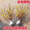 Plántulas de Dulcamara de Invierno en Maceta Corazón Sencillo Dulcamara de Invierno Ciruelo Rojo Flor de Tronco Viejo Bonsái Ciruelo Verde Ciruelo Nativo Resistente al Frío Balcón