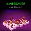 Luz LED de espectro total 110/220V para cultivo de plantas, estante de plantio familiar, luz especial para plantas, fabricante, atacado