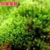 Semillas de Plantas, Piedras Absorbentes de Agua, Piedras de Agua para Rocalla, Césped para Bonsái, Semillas de Musgo Fresco, Polvo de Esporas, Metabo en Todas las Estaciones