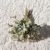 Agregue polvo de eucalipto amarillo verde dinero hoja 9 ramas lazo simulación hoja material planta pared paisaje decoración flor artificial simulación flor