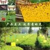 Trampa de Insectos Adhesiva de Doble Cara Amarilla para Uso en el Hogar, Moscas Pequeñas Negras, Moscas de la Fruta, Trampa de Papel, Tablero de Prevención de Insectos para Árboles Frutales de Huerto, Pegatina para Eliminación de Ácaros