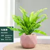Samambaia Ninho de Pássaro em Vaso - Pequena Planta Purificadora de Ar para Interior, para Escritório, Sempre Verde e Fácil de Manter, Planta Verde Tolerante à Sombra