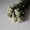 Cor da flor de arroz eterna - flor de arroz absorvente de cor - flor seca - flor de nuvem - buquê de flores secas naturais - fábrica de Yunnan - atacado