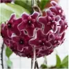Muda de Orquídea Phalaenopsis em Vaso Planta Verde Clorofito Planta de Casa Florindo Todas as Estações Sempre Verde Interior Trepadeira Perfumada