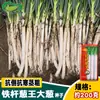 Semillas de Cebolla Verde Verde Rey Cebolla de Hierro Tangxing Son Resistentes a la Caída, Resistentes al Frío y de Invierno Semillas de Cebolla Verde Blanca para Plantación Base de Huerto