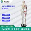 Modelo de Esqueleto Personalizado de 85cm com Corpo Musculoso Meio Corpo Ponto de Início e Fim Modelo de Esqueleto para Ensino Médico