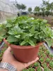 Planta de Hortelã em Vaso Grande, Comestível e Fragrante, Pode Ser Usada em Ambientes Internos para Afastar Mosquitos, Absorver Formaldeído na Sala de Estar e Embelezar o Ar na Varanda