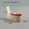 Modelo Dental Cepillado Oral Dentadura Postiza Boca Completa Dental Removible Encía Suave Transparente Implante Resina Preparación Dental Molde Dental