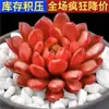 Planta Suculenta de Balcón en Maceta Premium Rosa Huevo de Durazno Montaña Rosa Planta Verde de Interior para Escritorio Jade Nevado Rocío de Jade