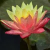 Una generación de nenúfares plantas hidropónicas floración de cuatro estaciones nenúfares de colores terrosos loto de agua nenúfares de interior