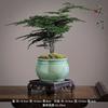 Aspargo Plantas em Vaso Interior Embelezamento Ar Escritório Plantas Verdes Flor Vaso Bonsai Personalizado Pequenas Plantas em Vaso