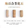 Fósiles Paleontológicos Auténticos Naturales, Fósiles de Trilobites y Dinosaurios, Corales de Espuma, Amonites, Adornos Decorativos de Colección
