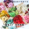 [Kit de Materiales para Repujado A5] Flores Secas Flores Preservadas Marco de Fotos Kit de Materiales para Repujado Materiales Florales DIY Vela Aromática Flores Secas