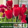 Resistencia al FríoTulipán Holandés Hidropónico Planta de Floración Cuatro Estaciones Planta Verde Flores en Maceta para Sala de Estar Apto para Principiantes