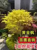 Plántulas de arce rojo, plantas rojas de maceta de cuatro estaciones, Arce japonés rojo Red Dance Queen, fáciles de cuidar en todas las estaciones, adecuadas para patio y uso interior, bonsái de planta resistente al frío